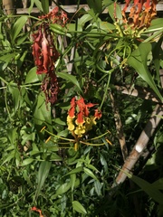 Gloriosa