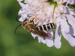 Halictus sexcinctus
