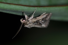 Spodoptera depravata