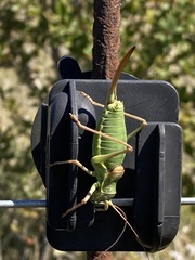 Ephippiger ephippiger