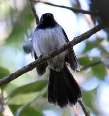 Trochocercus cyanomelas cyanomelas