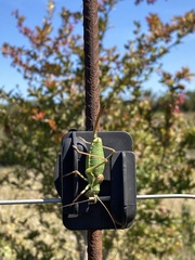 Ephippiger ephippiger