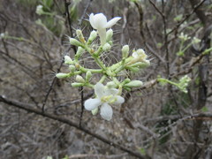 Cnidoscolus tehuacanensis