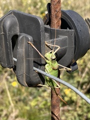 Ephippiger ephippiger