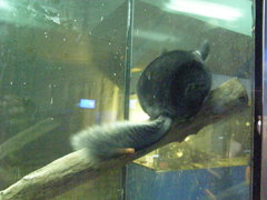Chinchilla