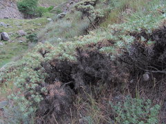 Astragalus denudatus