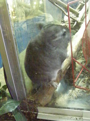Chinchilla