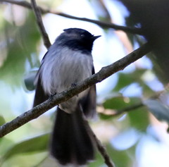 Trochocercus cyanomelas cyanomelas