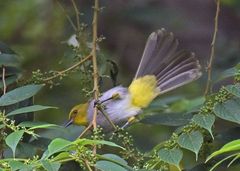 Pycnonotus xantholaemus