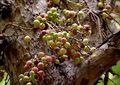 Pycnonotus xantholaemus