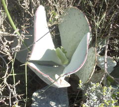 Cotyledon orbiculata spuria