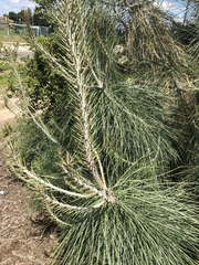 Pinus