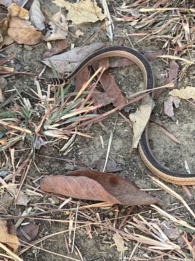 Dwarf Sand Snake