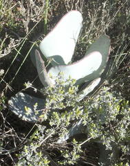 Cotyledon orbiculata spuria