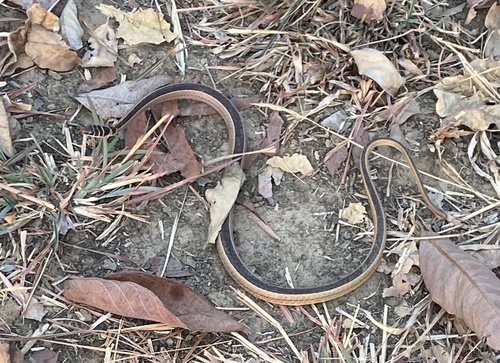 Dwarf Sand Snake