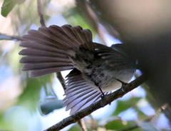 Trochocercus cyanomelas cyanomelas