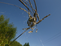 Araneus quadratus