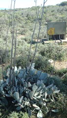 Cotyledon orbiculata spuria