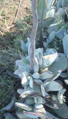 Cotyledon orbiculata spuria
