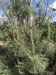 Pinus