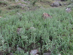 Cirsium svaneticum
