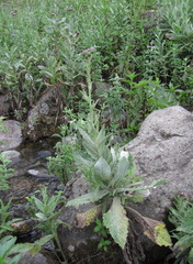 Cirsium svaneticum