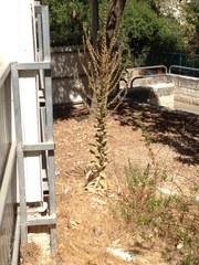 Verbascum sinaiticum