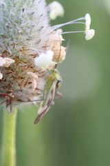 Reuterista instabilis