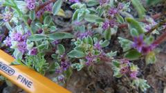 Aizoon portulacaceum