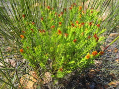 Oedera capensis