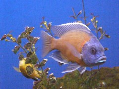 Copadichromis borleyi