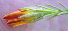 Oedera capensis
