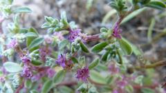 Aizoon portulacaceum