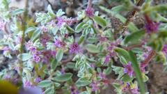 Aizoon portulacaceum