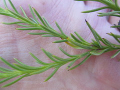 Oedera capensis