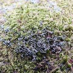 Sphaerophorus fragilis