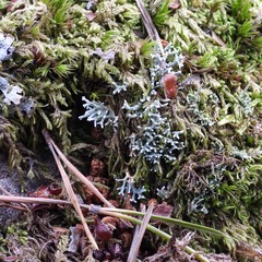 Sphaerophorus fragilis