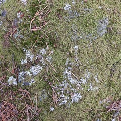 Sphaerophorus fragilis