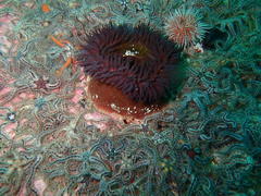Bunodactis reynaudi