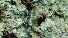 Parablennius tentacularis