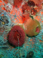 Bunodactis reynaudi