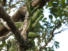 Dischidia major