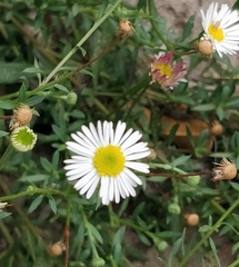 Erigeron karvinskianus image