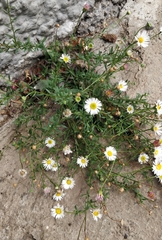 Erigeron karvinskianus image