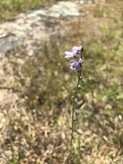 Nuttallanthus canadensis