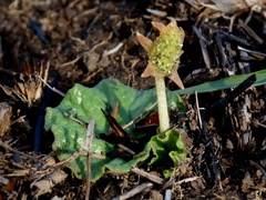 Dorstenia barnimiana
