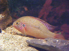 Rubricatochromis lifalili