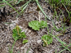 Dorstenia barnimiana