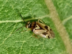Orthops scutellatus