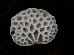 Favolaschia fujisanensis